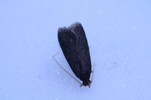 Homaloxestis briantiella
